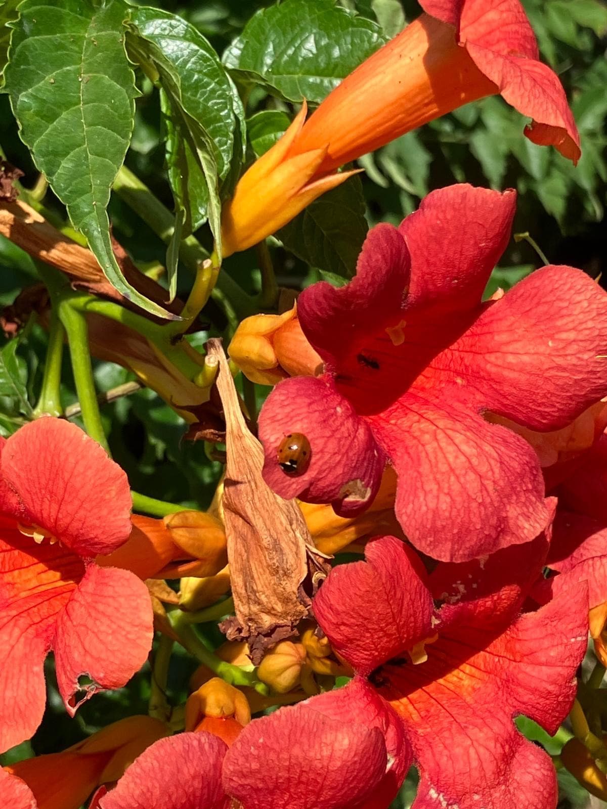 Garden sunset view with golden hour lighting over the landscape