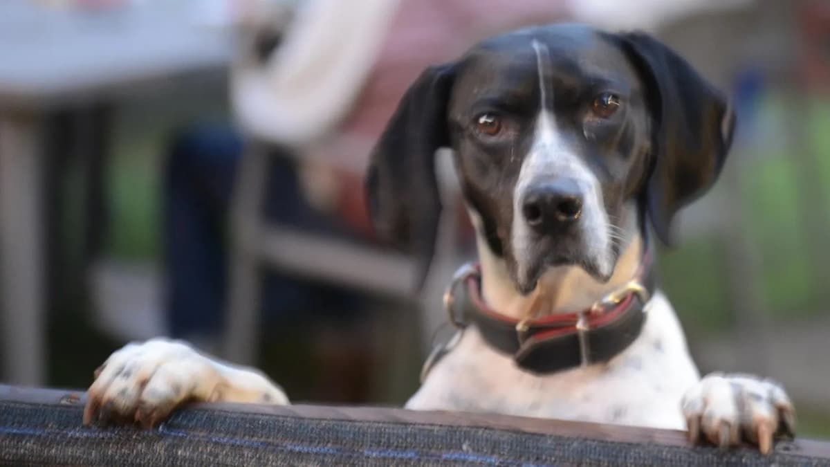 Happy golden retriever dog playing in the beautiful fenced garden of Casa Colmata