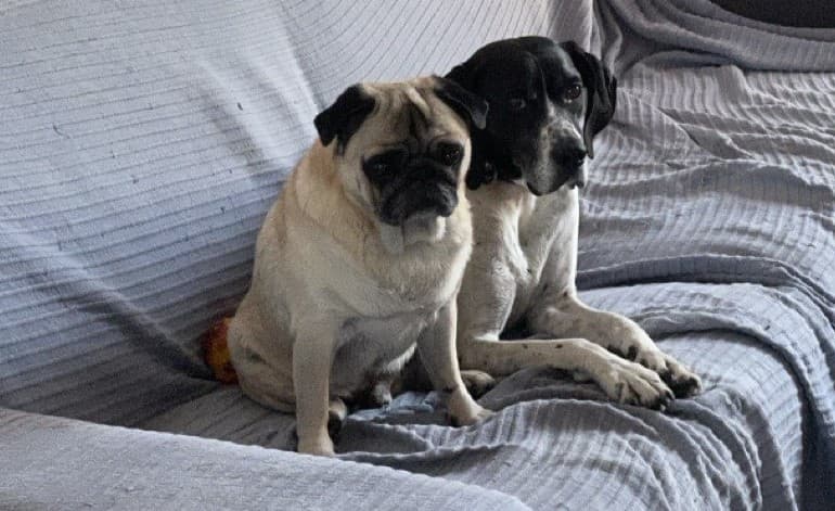 Comfortable dog relaxing indoors at Casa Colmata with cozy furniture and welcoming atmosphere